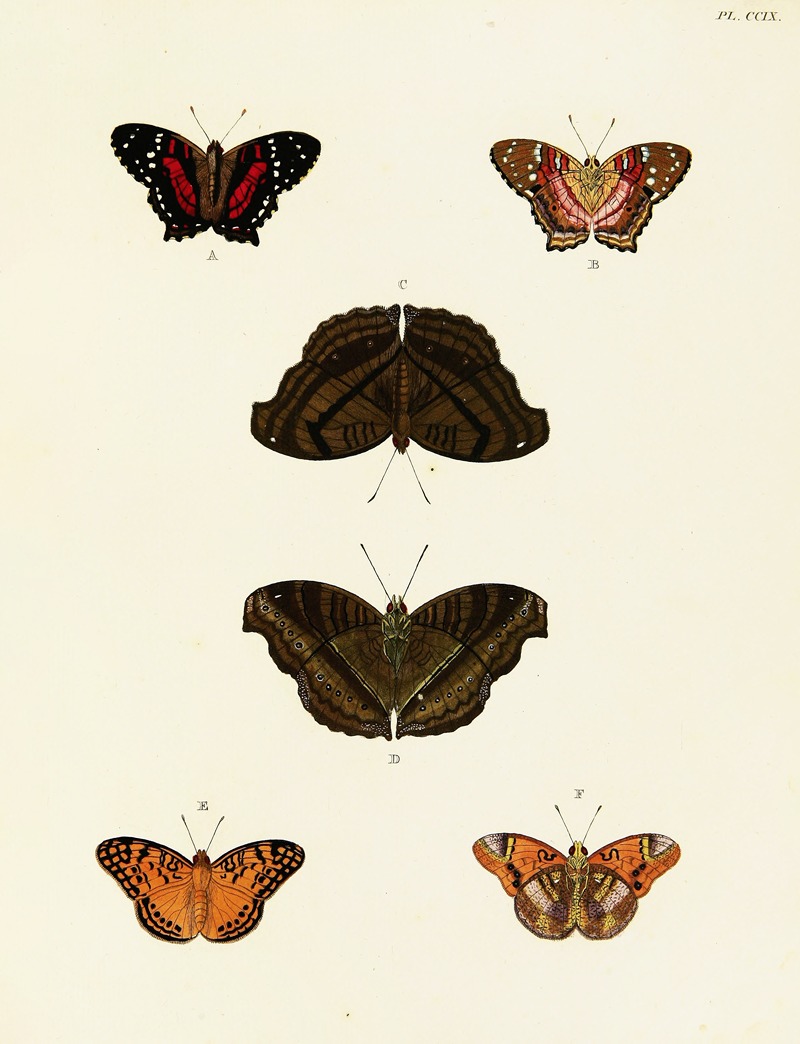 Pieter Cramer - Foreign butterflies occurring in the three continents Asia, Africa and America Pl.017