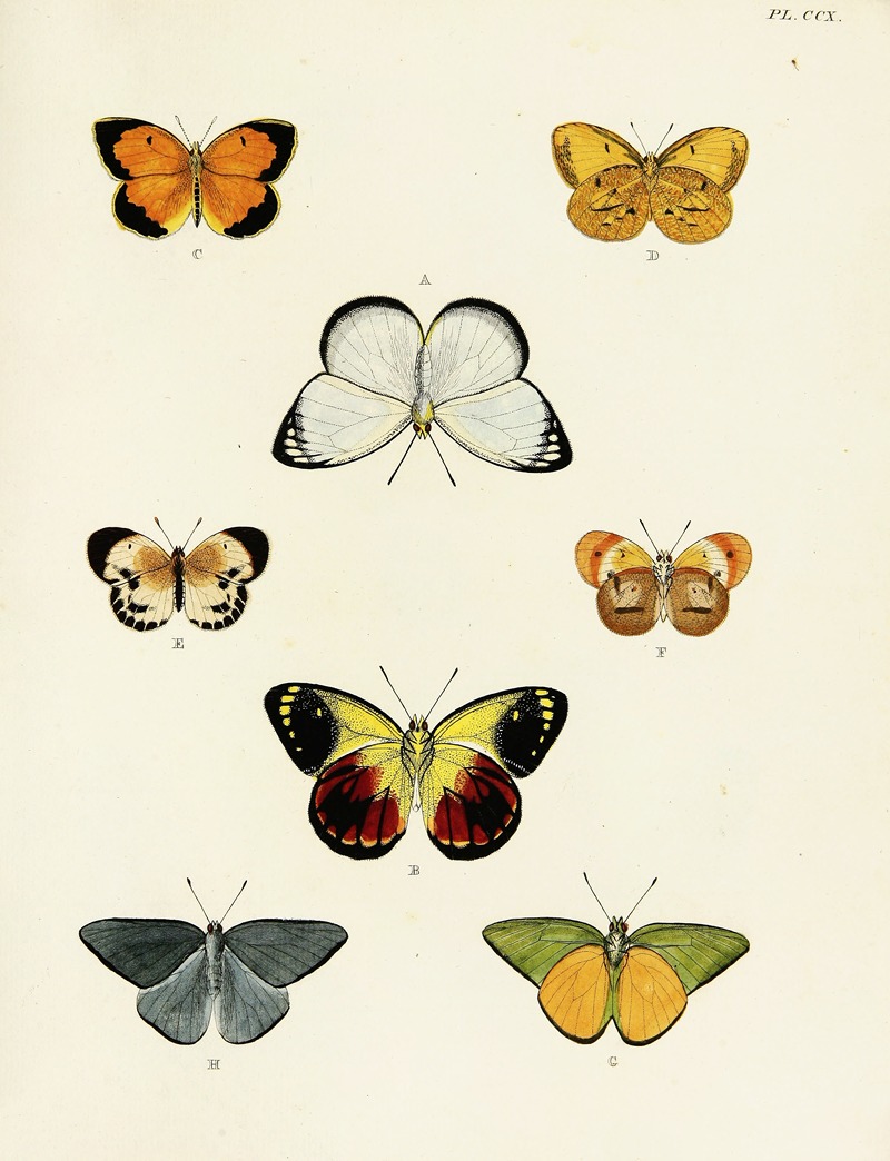 Pieter Cramer - Foreign butterflies occurring in the three continents Asia, Africa and America Pl.018