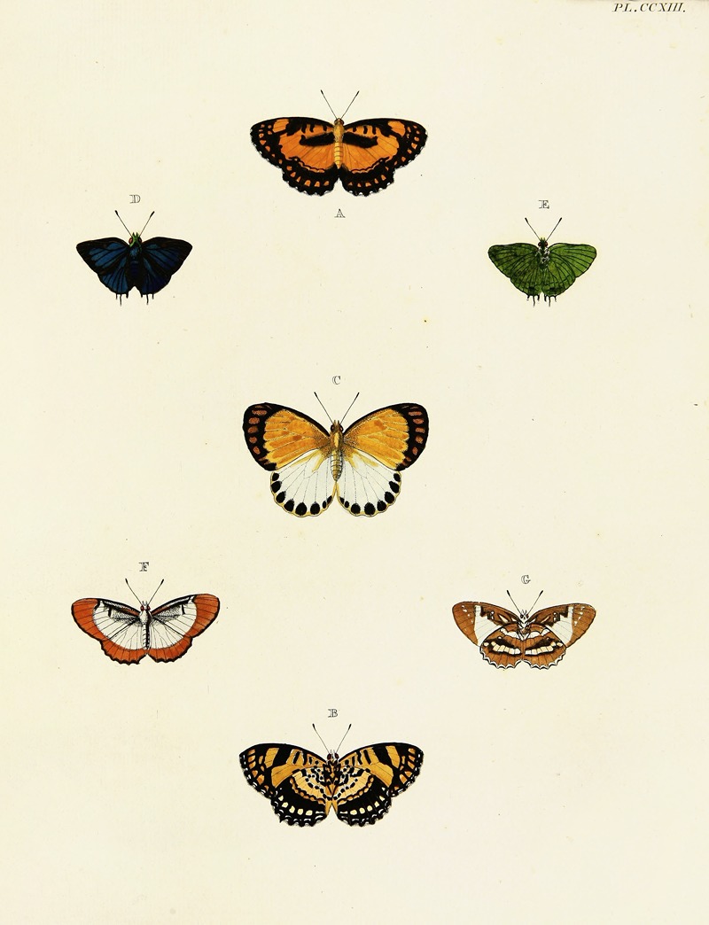 Pieter Cramer - Foreign butterflies occurring in the three continents Asia, Africa and America Pl.021
