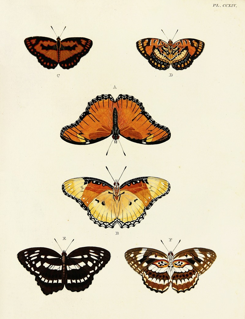 Pieter Cramer - Foreign butterflies occurring in the three continents Asia, Africa and America Pl.022