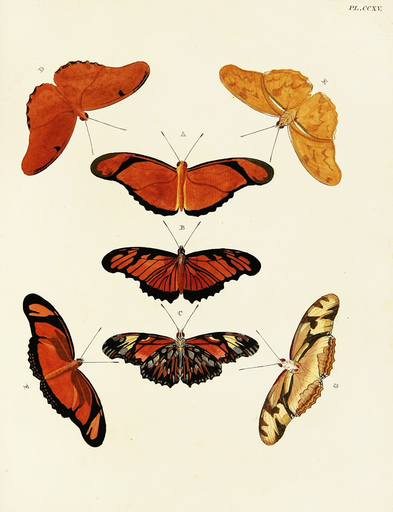 Pieter Cramer - Foreign butterflies occurring in the three continents Asia, Africa and America Pl.023