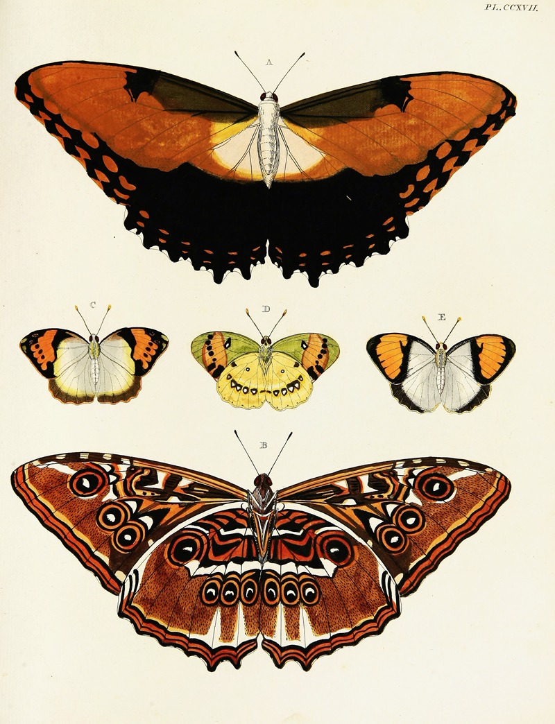 Pieter Cramer - Foreign butterflies occurring in the three continents Asia, Africa and America Pl.025