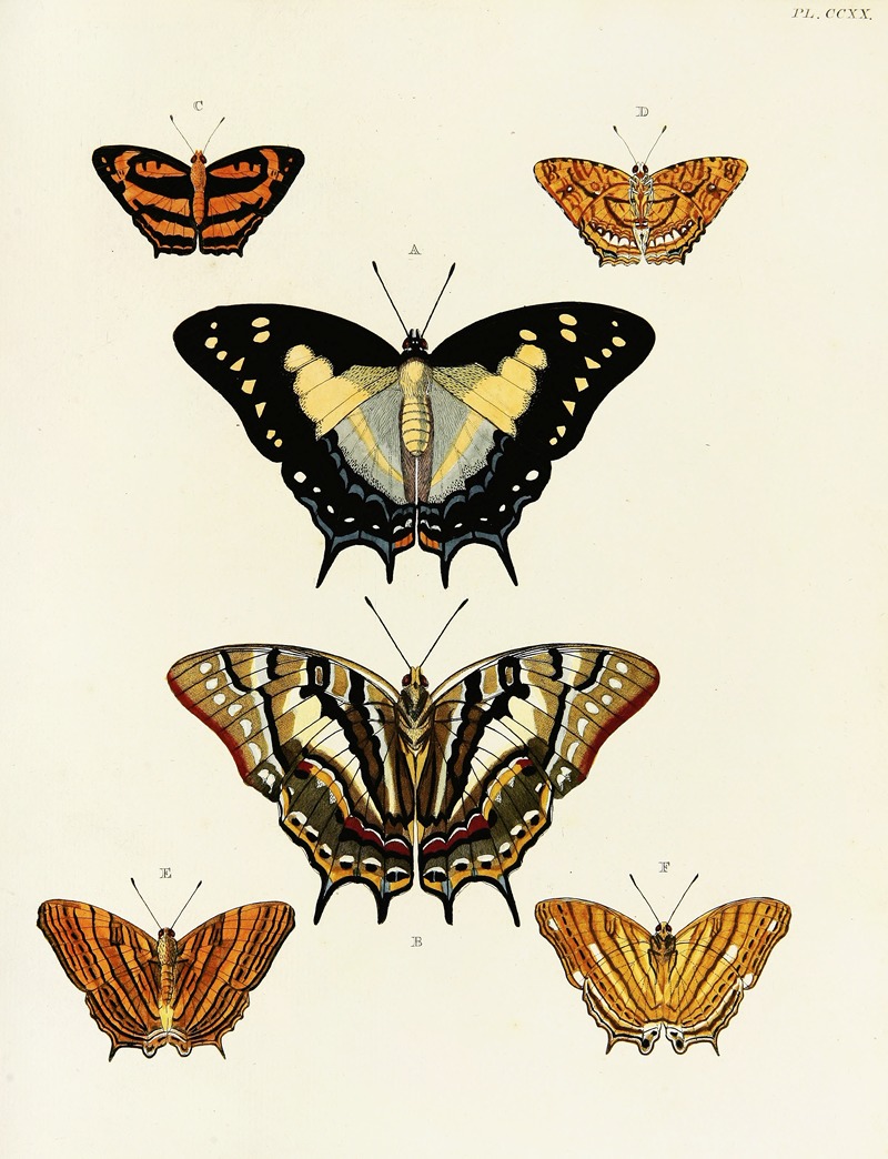 Pieter Cramer - Foreign butterflies occurring in the three continents Asia, Africa and America Pl.028