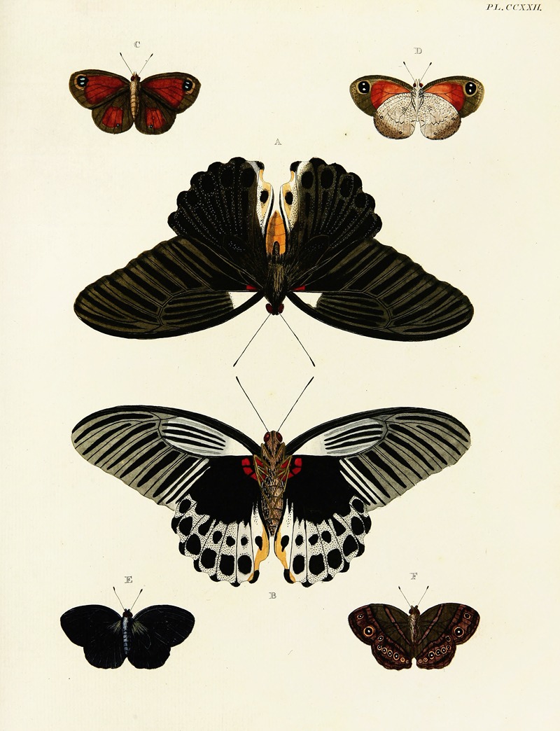 Pieter Cramer - Foreign butterflies occurring in the three continents Asia, Africa and America Pl.029