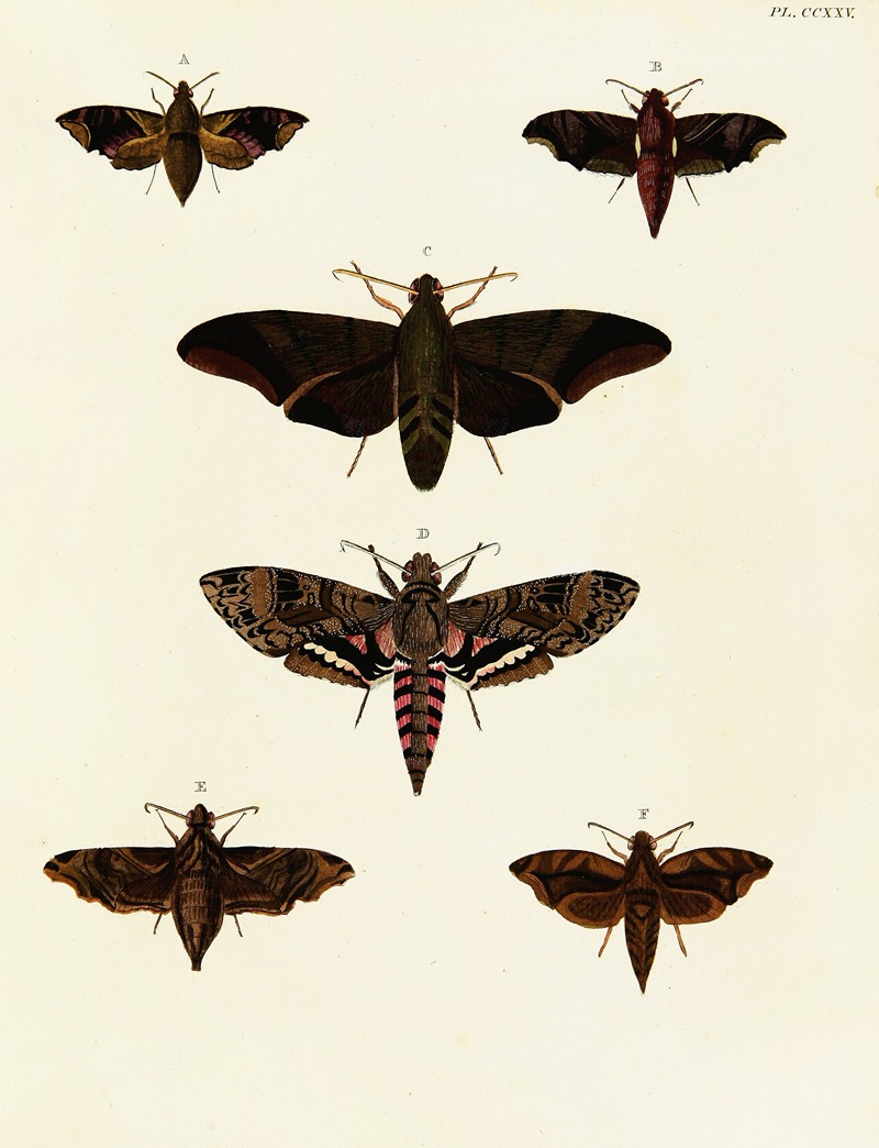 Pieter Cramer - Foreign butterflies occurring in the three continents Asia, Africa and America Pl.032