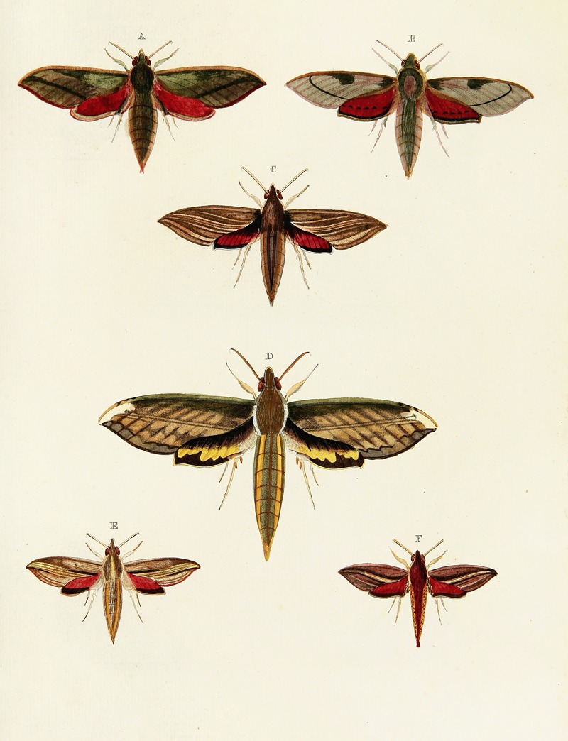 Pieter Cramer - Foreign butterflies occurring in the three continents Asia, Africa and America Pl.033