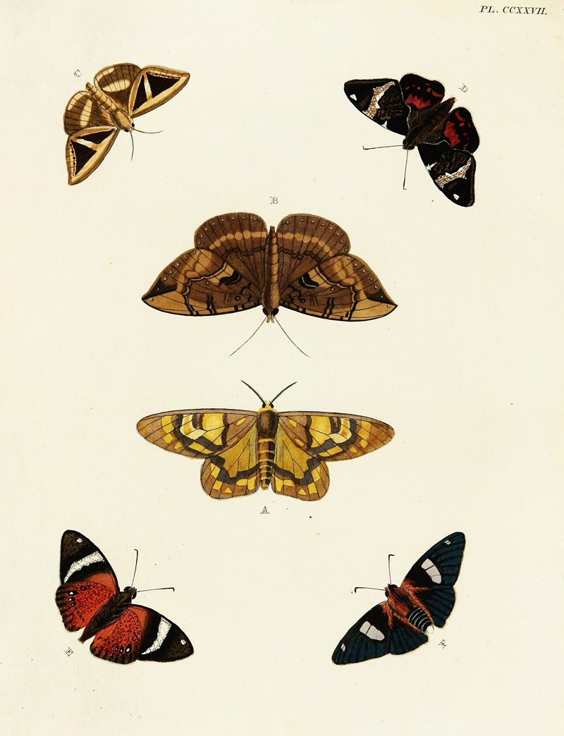 Pieter Cramer - Foreign butterflies occurring in the three continents Asia, Africa and America Pl.034