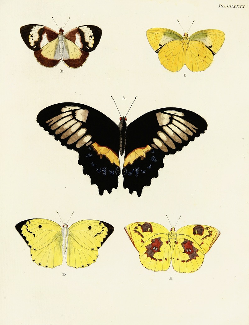 Pieter Cramer - Foreign butterflies occurring in the three continents Asia, Africa and America Pl.036