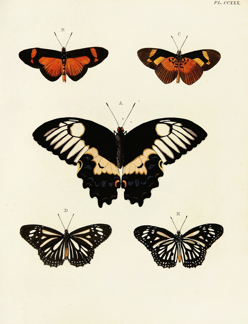 Pieter Cramer - Foreign butterflies occurring in the three continents Asia, Africa and America Pl.037