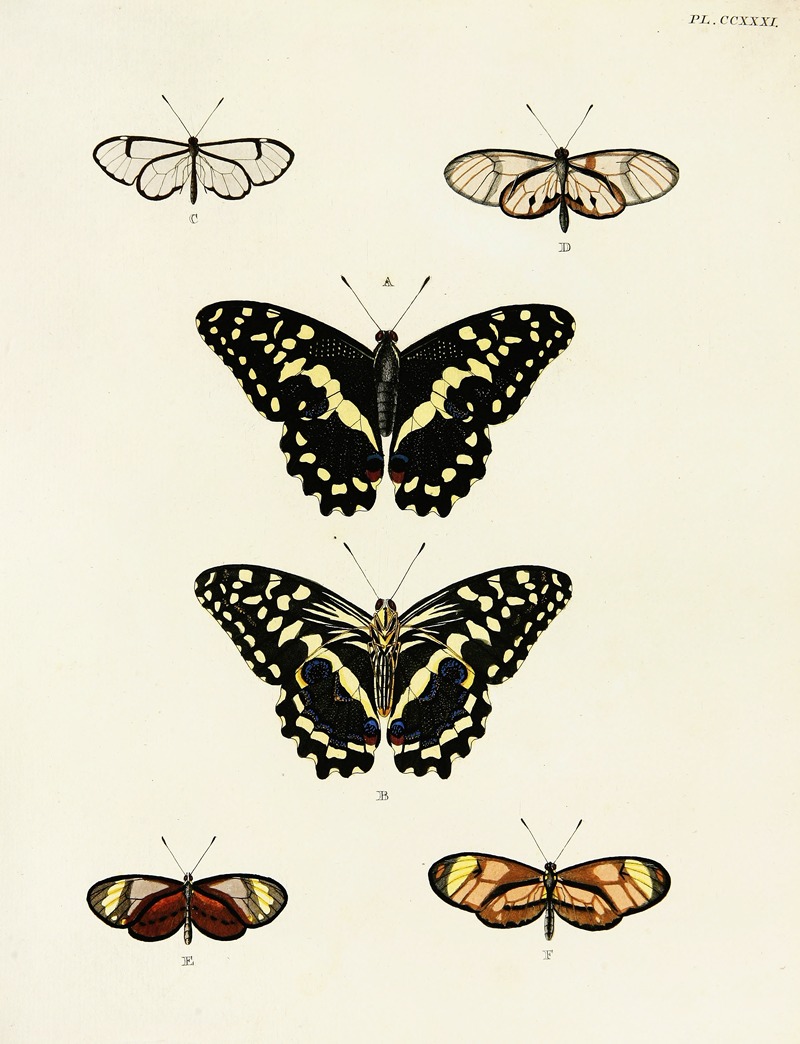 Pieter Cramer - Foreign butterflies occurring in the three continents Asia, Africa and America Pl.038