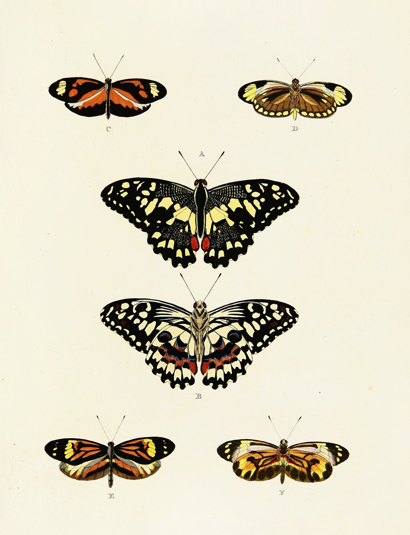 Pieter Cramer - Foreign butterflies occurring in the three continents Asia, Africa and America Pl.039