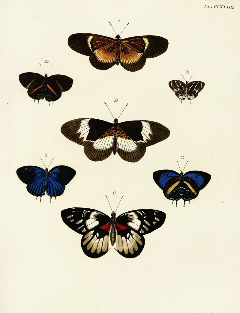 Pieter Cramer - Foreign butterflies occurring in the three continents Asia, Africa and America Pl.040