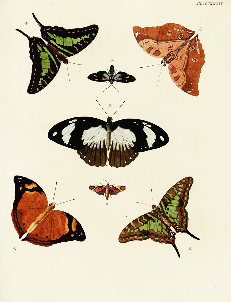 Pieter Cramer - Foreign butterflies occurring in the three continents Asia, Africa and America Pl.041
