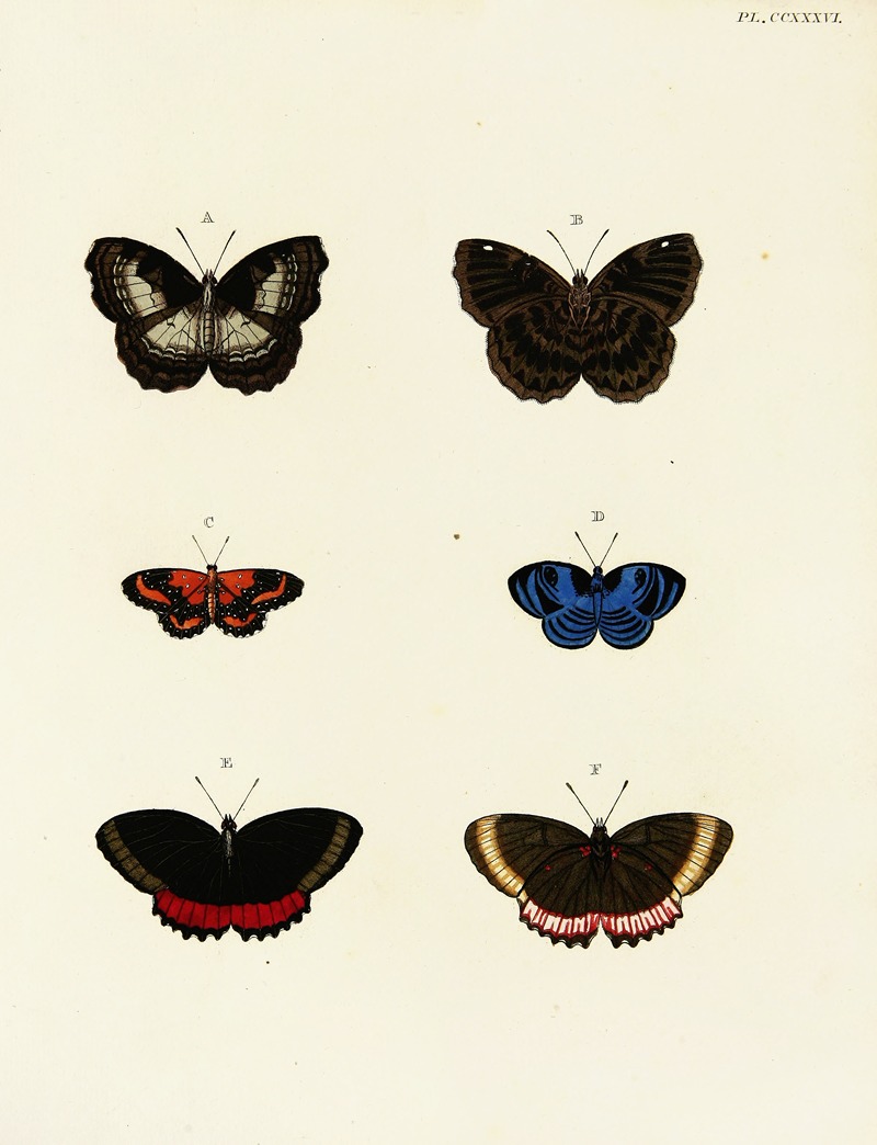 Pieter Cramer - Foreign butterflies occurring in the three continents Asia, Africa and America Pl.043