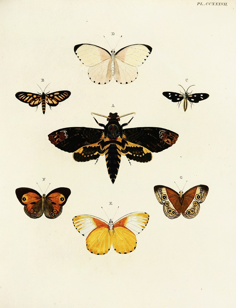 Pieter Cramer - Foreign butterflies occurring in the three continents Asia, Africa and America Pl.044