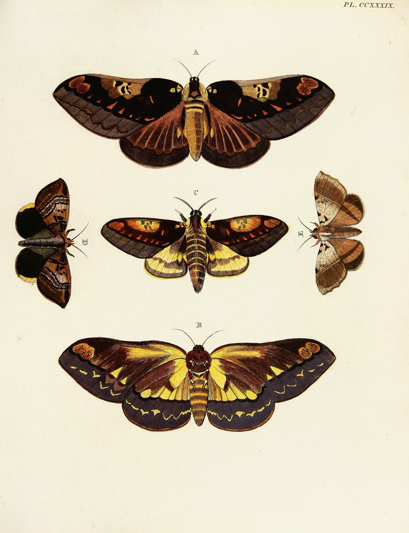 Pieter Cramer - Foreign butterflies occurring in the three continents Asia, Africa and America Pl.046