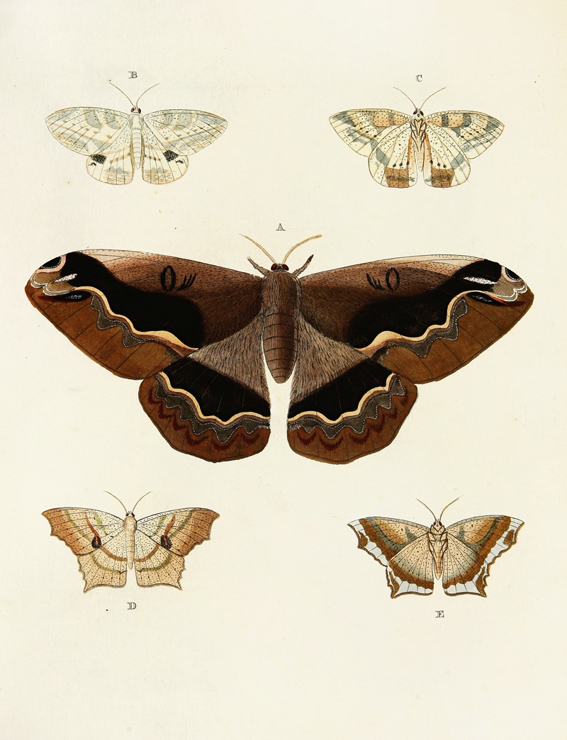 Pieter Cramer - Foreign butterflies occurring in the three continents Asia, Africa and America Pl.047