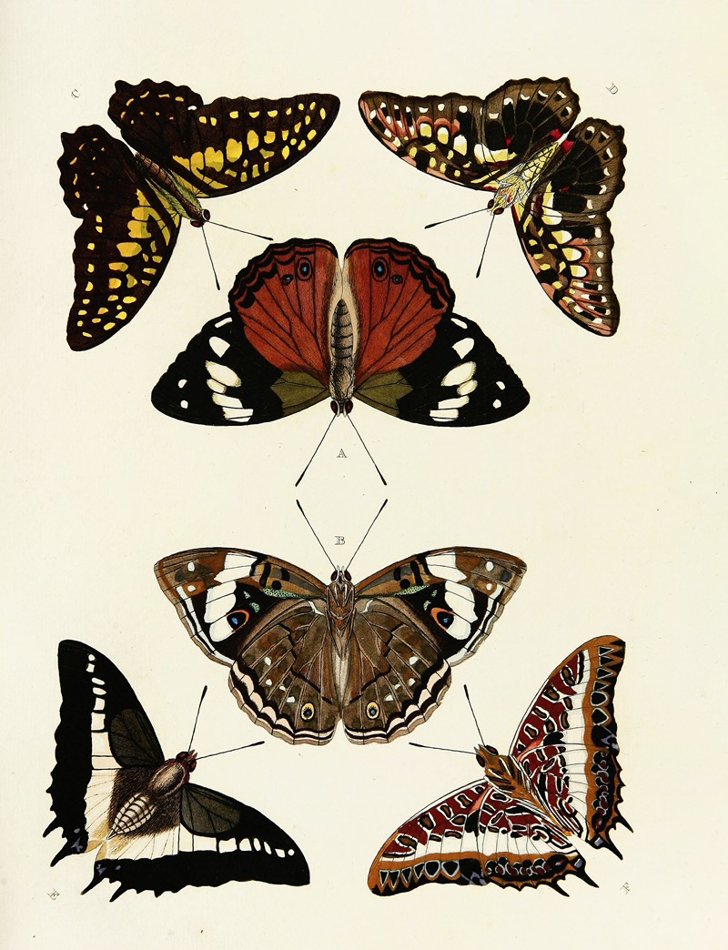 Pieter Cramer - Foreign butterflies occurring in the three continents Asia, Africa and America Pl.048