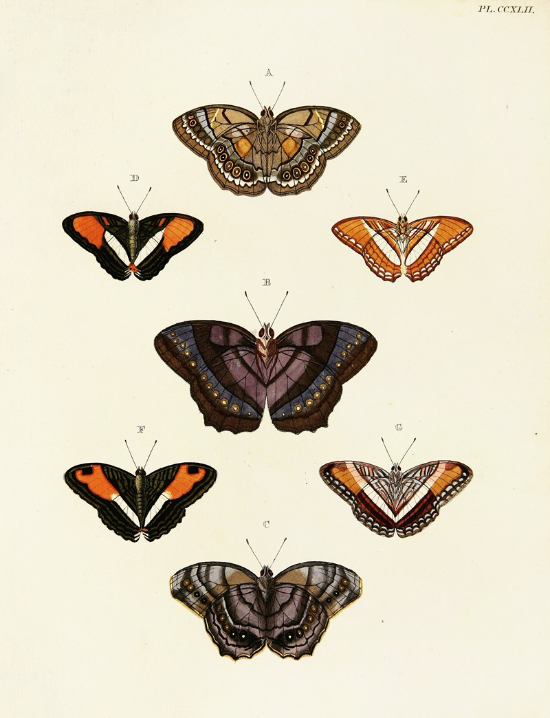 Pieter Cramer - Foreign butterflies occurring in the three continents Asia, Africa and America Pl.049