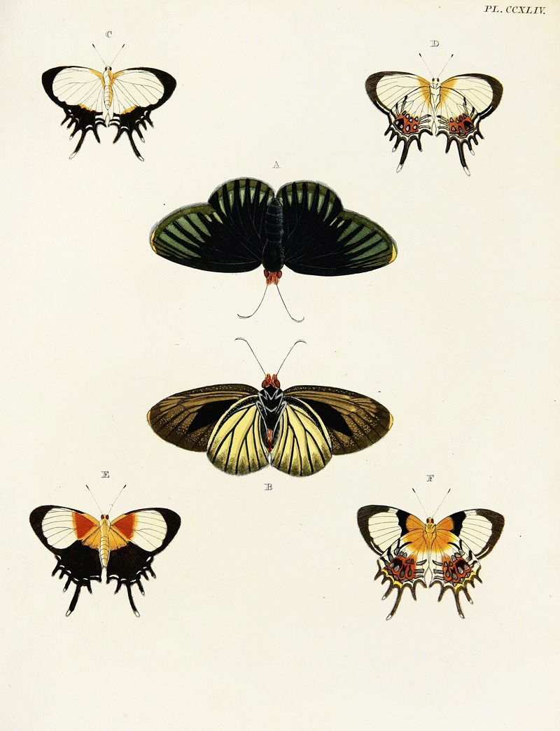 Pieter Cramer - Foreign butterflies occurring in the three continents Asia, Africa and America Pl.051