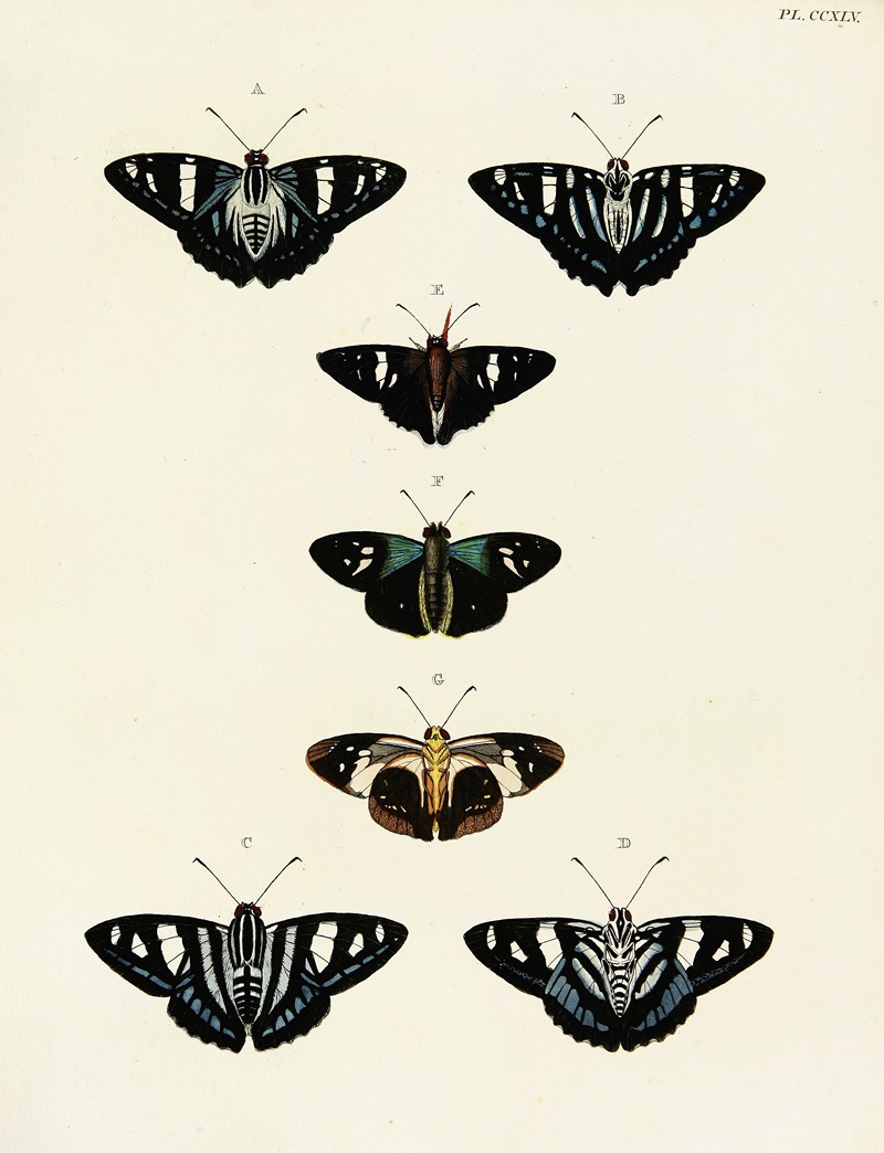 Pieter Cramer - Foreign butterflies occurring in the three continents Asia, Africa and America Pl.052