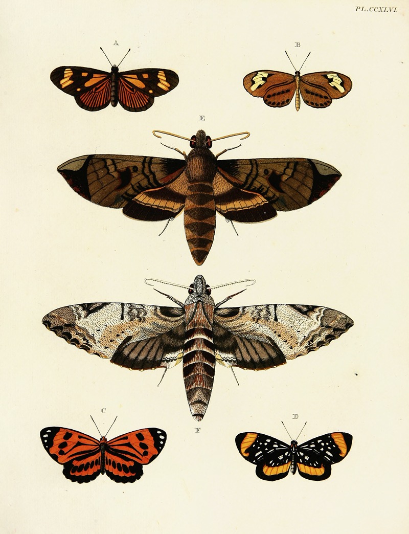 Pieter Cramer - Foreign butterflies occurring in the three continents Asia, Africa and America Pl.053