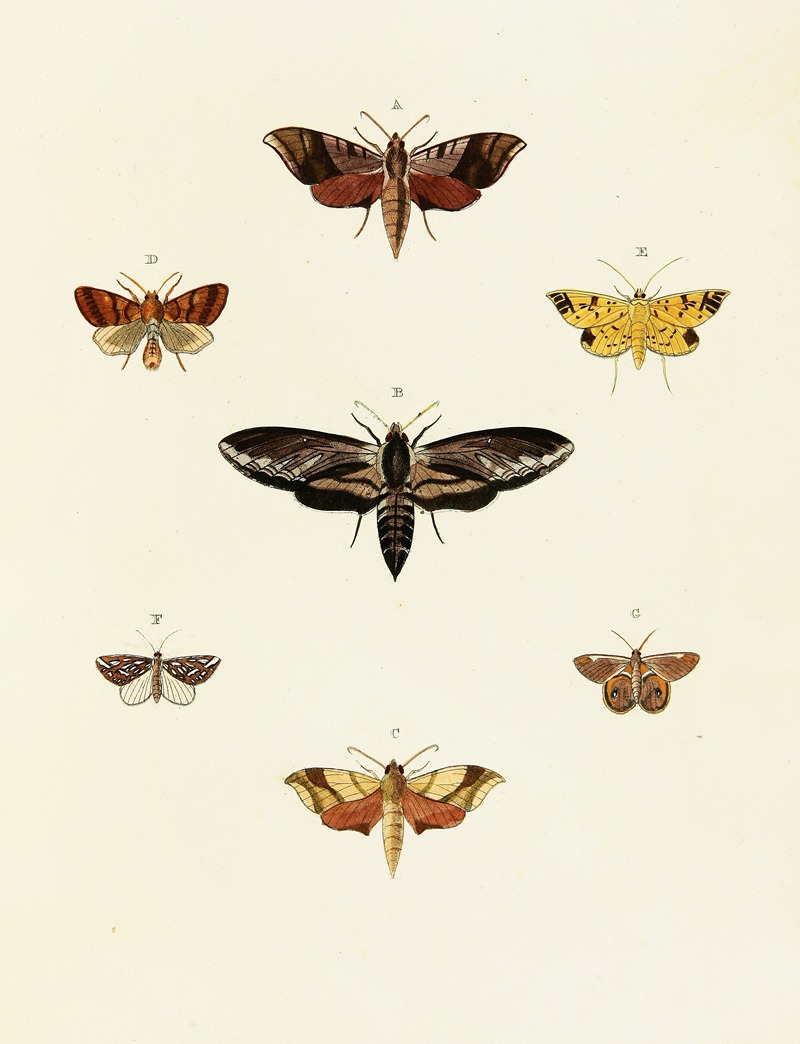 Pieter Cramer - Foreign butterflies occurring in the three continents Asia, Africa and America Pl.054