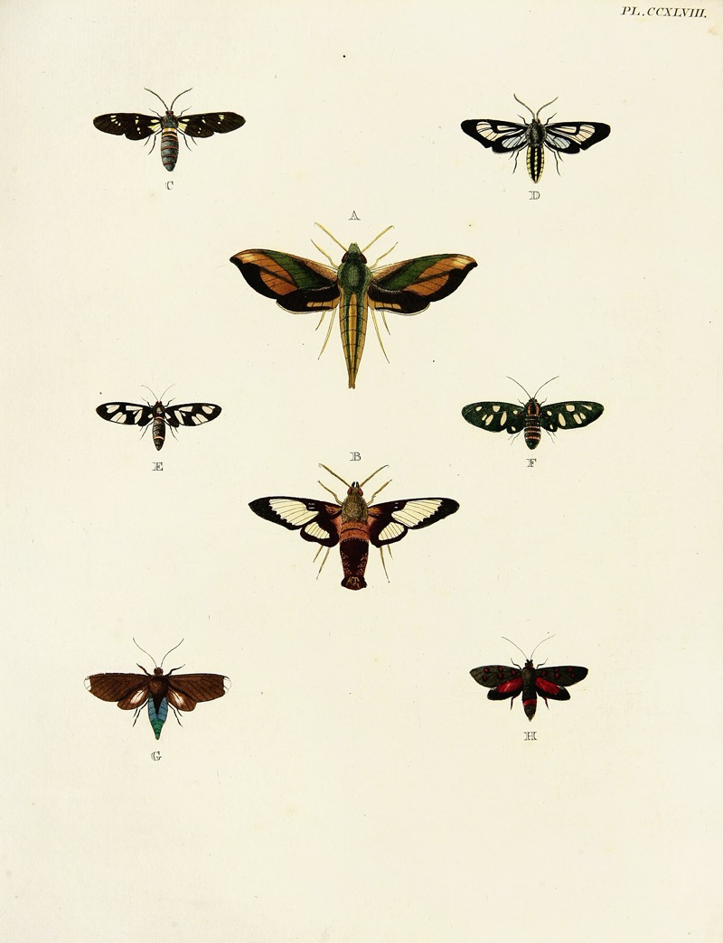 Pieter Cramer - Foreign butterflies occurring in the three continents Asia, Africa and America Pl.055