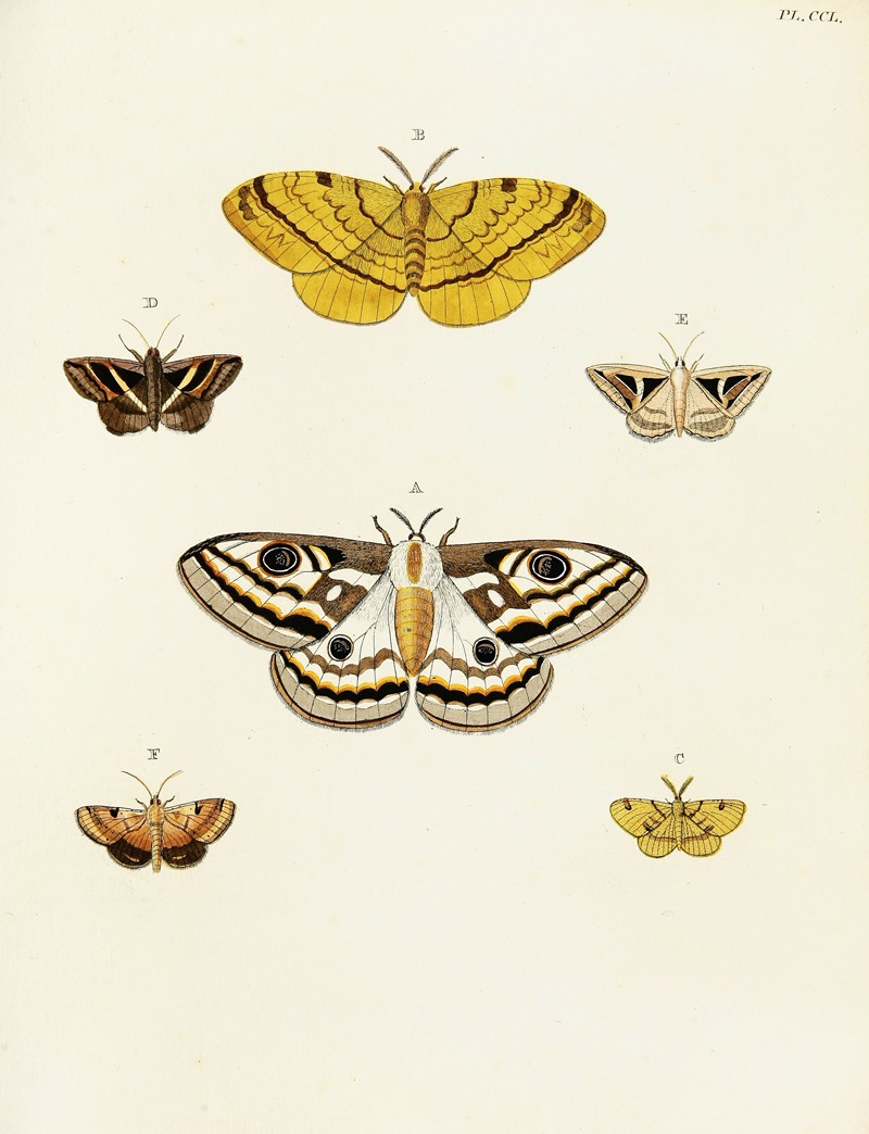 Pieter Cramer - Foreign butterflies occurring in the three continents Asia, Africa and America Pl.057
