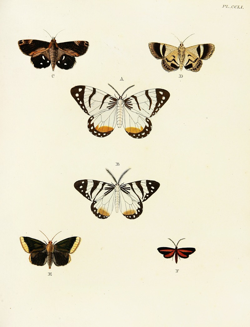 Pieter Cramer - Foreign butterflies occurring in the three continents Asia, Africa and America Pl.058
