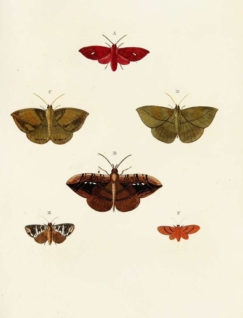 Pieter Cramer - Foreign butterflies occurring in the three continents Asia, Africa and America Pl.059