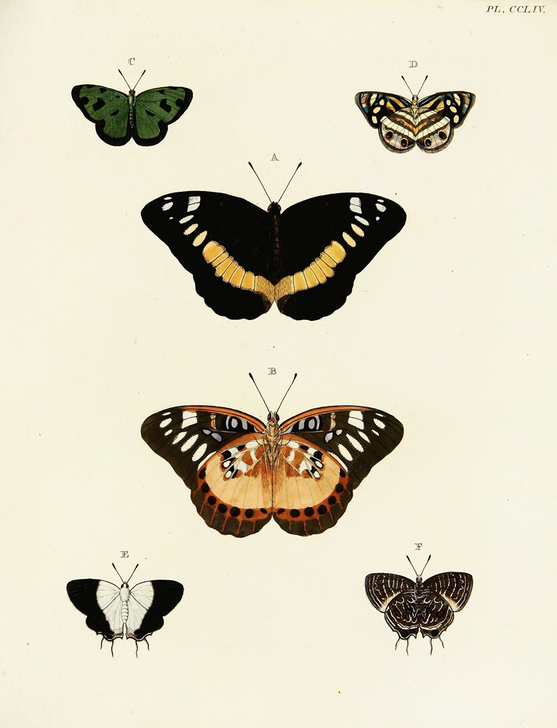 Pieter Cramer - Foreign butterflies occurring in the three continents Asia, Africa and America Pl.061