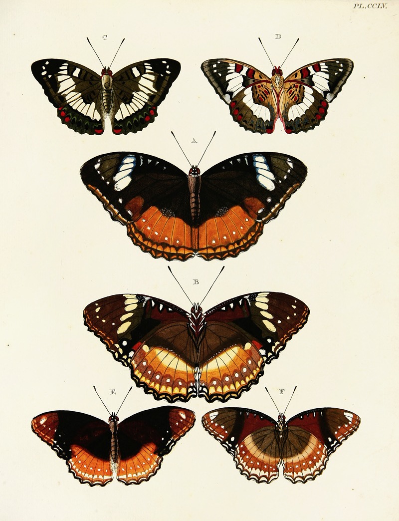 Pieter Cramer - Foreign butterflies occurring in the three continents Asia, Africa and America Pl.062