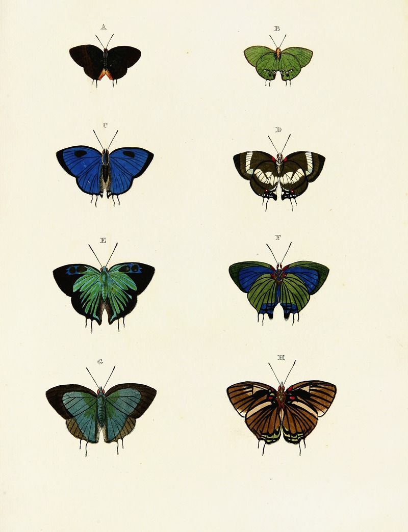 Pieter Cramer - Foreign butterflies occurring in the three continents Asia, Africa and America Pl.066