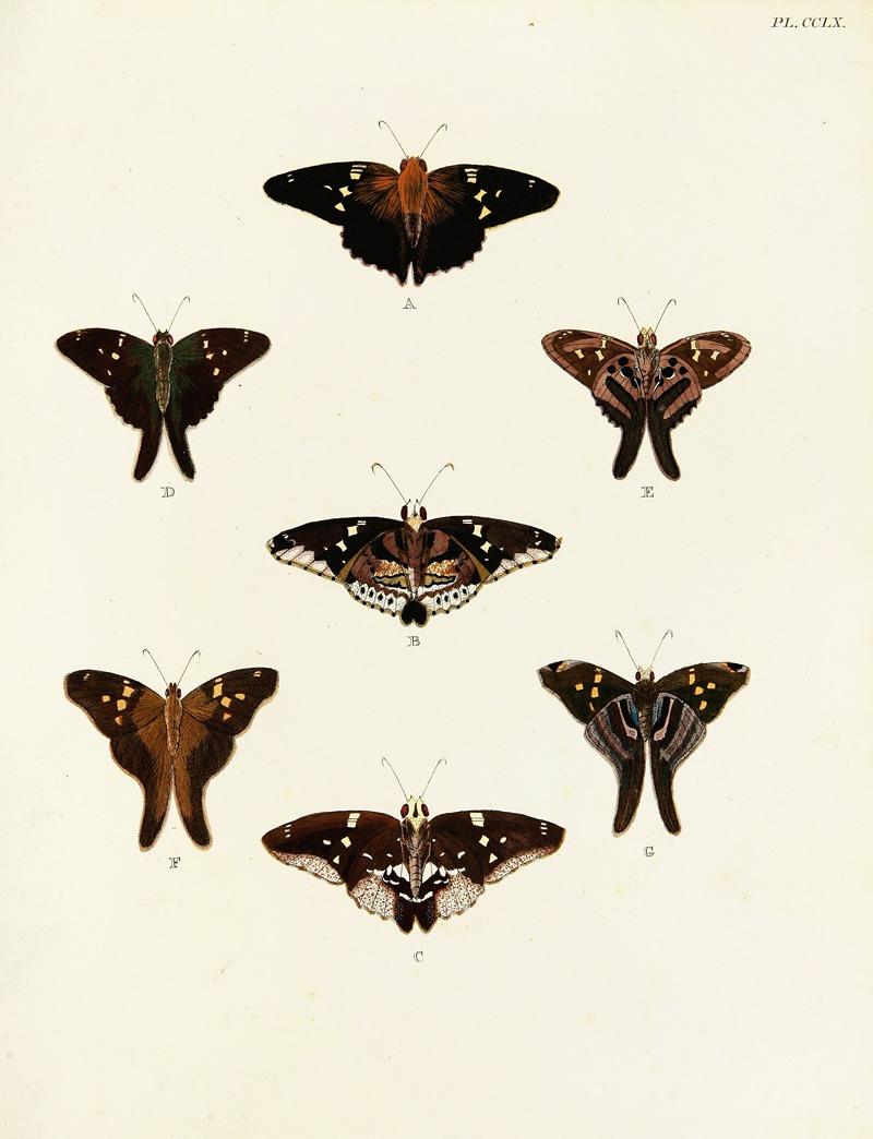 Pieter Cramer - Foreign butterflies occurring in the three continents Asia, Africa and America Pl.067