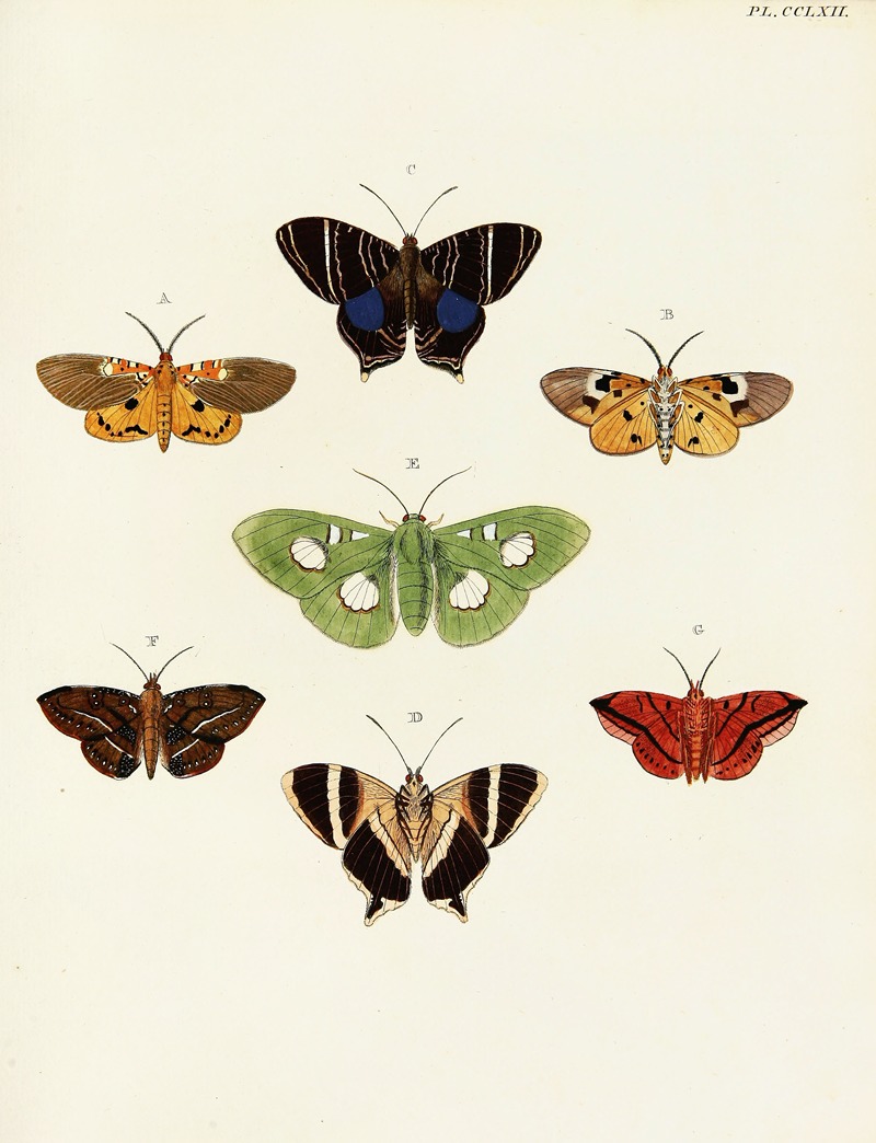 Pieter Cramer - Foreign butterflies occurring in the three continents Asia, Africa and America Pl.069