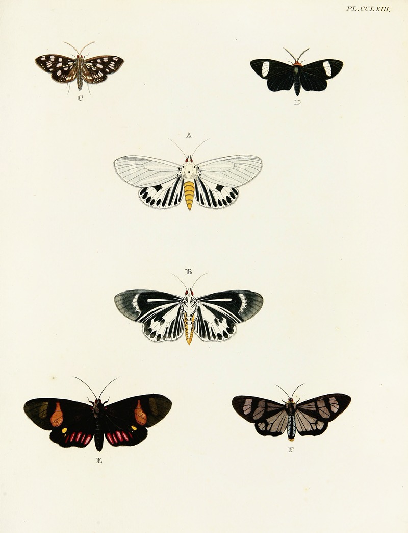 Pieter Cramer - Foreign butterflies occurring in the three continents Asia, Africa and America Pl.070