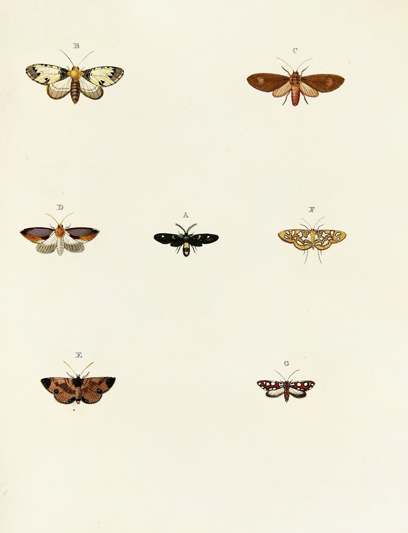 Pieter Cramer - Foreign butterflies occurring in the three continents Asia, Africa and America Pl.071