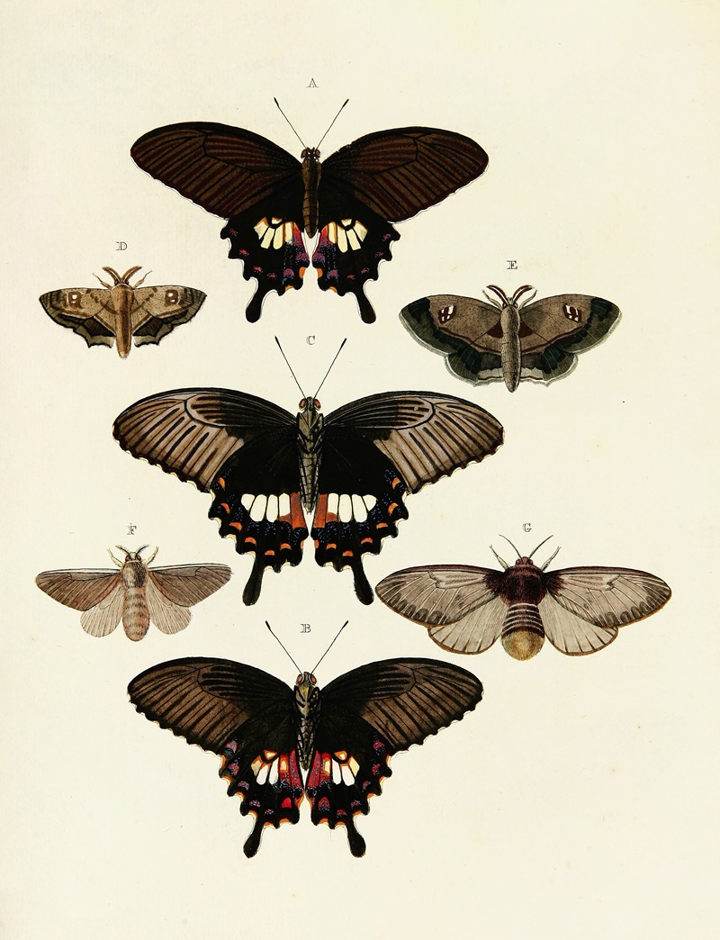 Pieter Cramer - Foreign butterflies occurring in the three continents Asia, Africa and America Pl.072