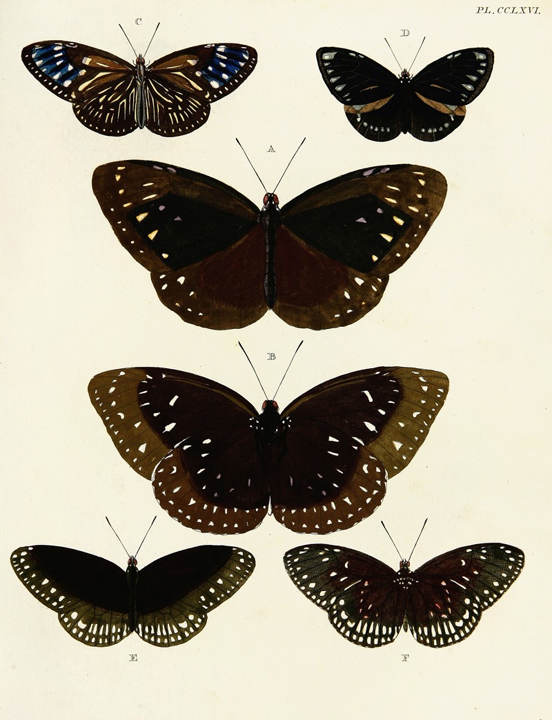 Pieter Cramer - Foreign butterflies occurring in the three continents Asia, Africa and America Pl.073