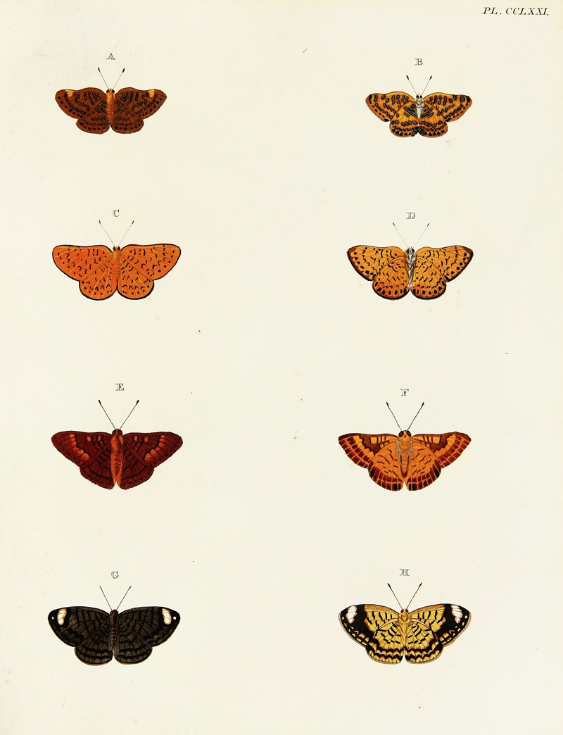 Pieter Cramer - Foreign butterflies occurring in the three continents Asia, Africa and America Pl.078