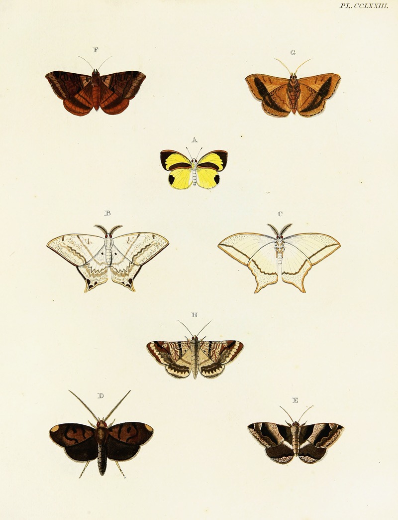 Pieter Cramer - Foreign butterflies occurring in the three continents Asia, Africa and America Pl.080