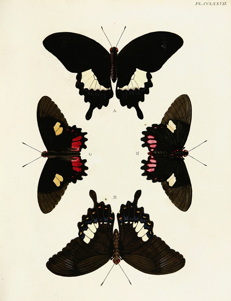Pieter Cramer - Foreign butterflies occurring in the three continents Asia, Africa and America Pl.084