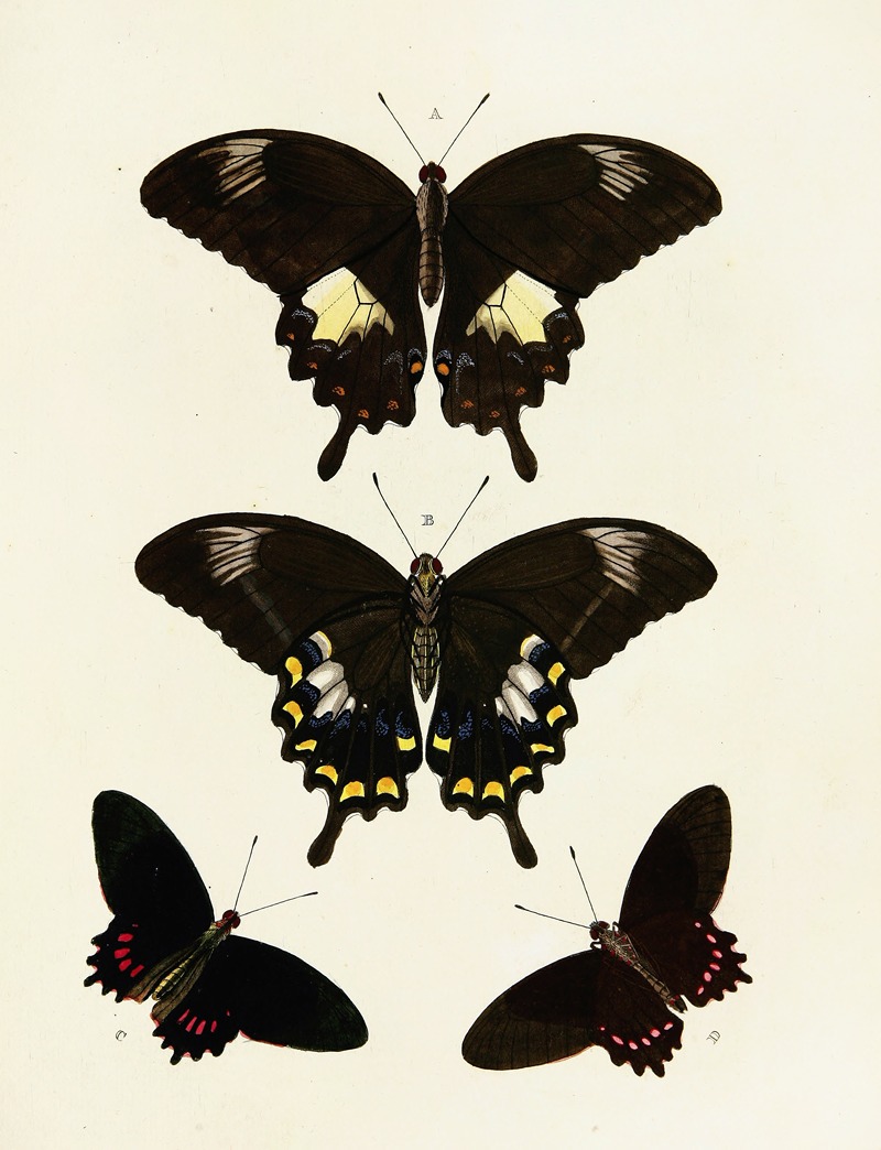 Pieter Cramer - Foreign butterflies occurring in the three continents Asia, Africa and America Pl.085