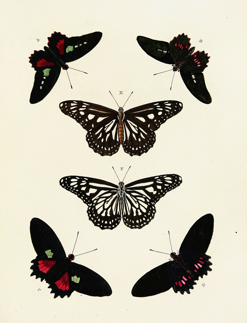 Pieter Cramer - Foreign butterflies occurring in the three continents Asia, Africa and America Pl.086