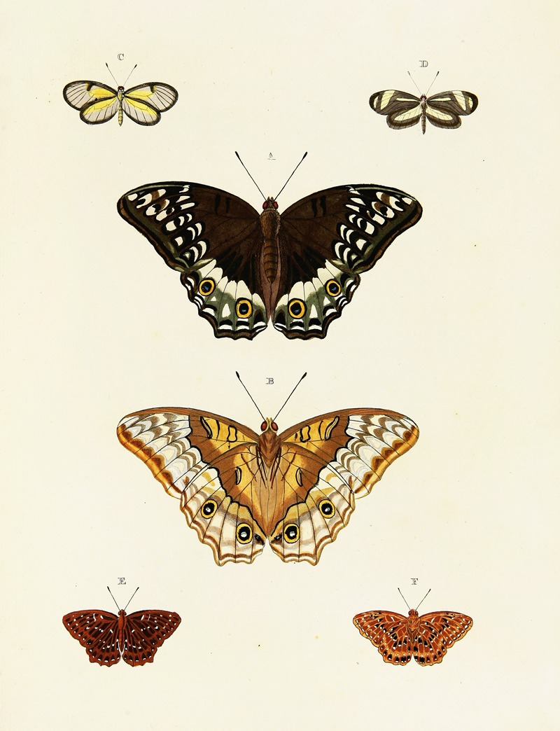 Pieter Cramer - Foreign butterflies occurring in the three continents Asia, Africa and America Pl.087