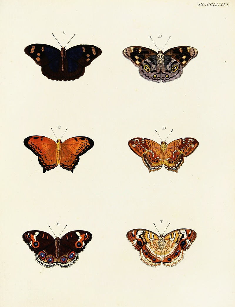 Pieter Cramer - Foreign butterflies occurring in the three continents Asia, Africa and America Pl.088