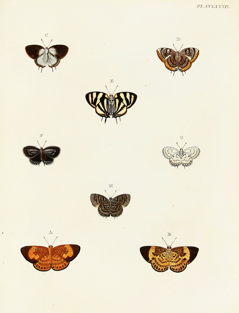Pieter Cramer - Foreign butterflies occurring in the three continents Asia, Africa and America Pl.089