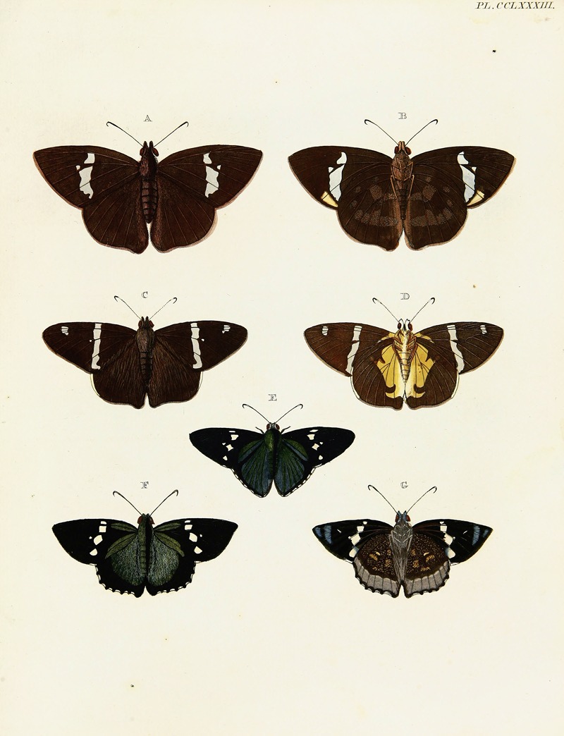 Pieter Cramer - Foreign butterflies occurring in the three continents Asia, Africa and America Pl.090