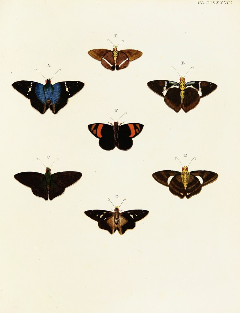 Pieter Cramer - Foreign butterflies occurring in the three continents Asia, Africa and America Pl.091